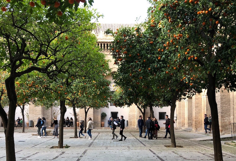 スペイン・セビリアの街路樹の廃棄オレンジから電力をつくるジから電力をつくる